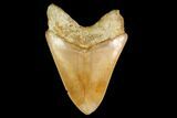 Serrated, Fossil Megalodon Tooth - Indonesia #148150-2
